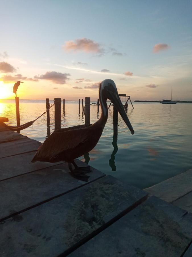 Amanda'S Place Green Studio - Pool And Tropical Garden Caye Caulker Exterior foto