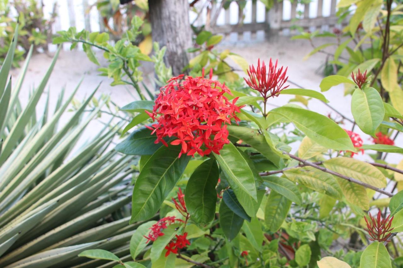 Amanda'S Place Green Studio - Pool And Tropical Garden Caye Caulker Exterior foto
