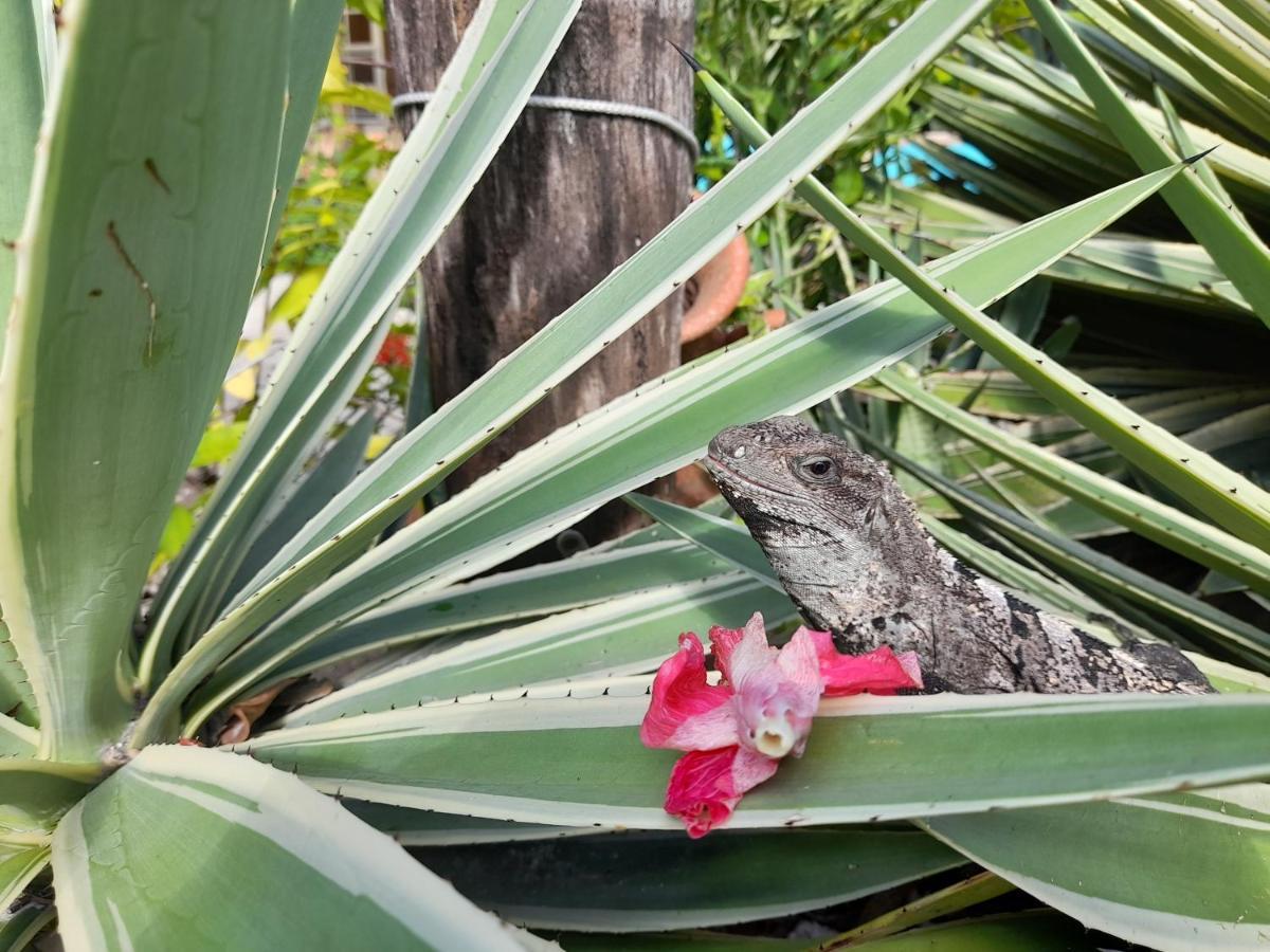 Amanda'S Place Green Studio - Pool And Tropical Garden Caye Caulker Exterior foto