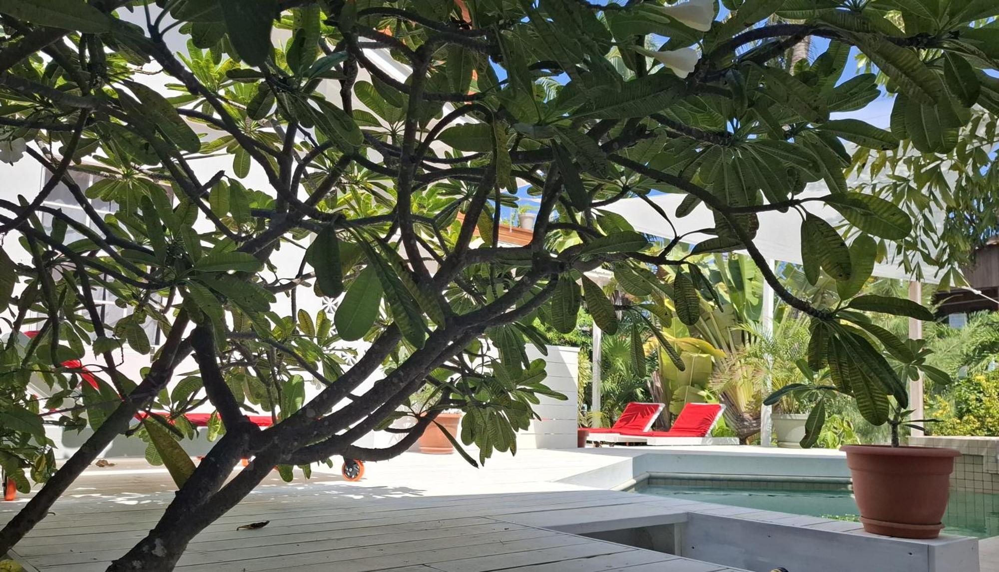 Amanda'S Place Green Studio - Pool And Tropical Garden Caye Caulker Exterior foto